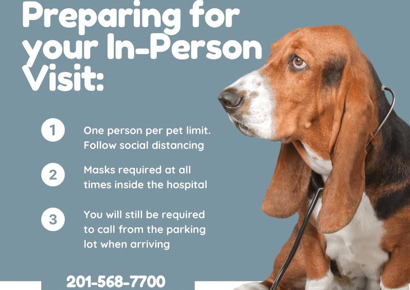 Dog Veterinary Care, Cresskill